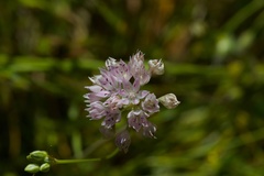 Allium amplectens