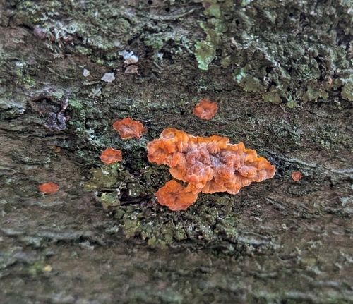 Phlebia radiata observed 2026-10-27