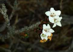 Epacris glacialis