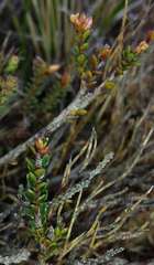 Epacris glacialis
