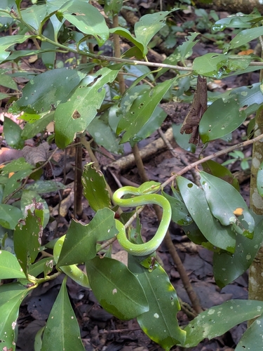 Tropidolaemus subannulatus observed 2026-10-27