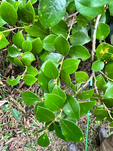 Lindera akoensis observed 2026-10-26
