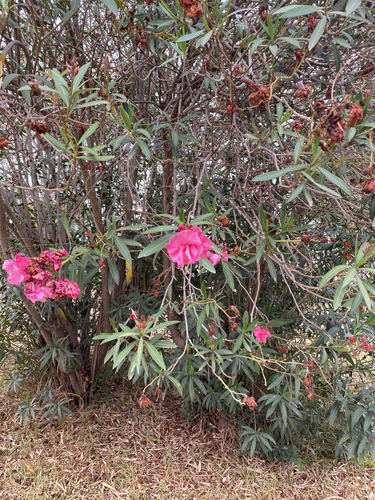 Oleandra observed 2026-10-27