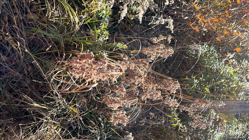 Scirpus observed 2026-10-27