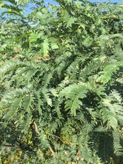 Albizia inundata