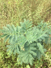 Albizia inundata
