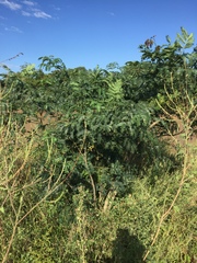 Albizia inundata