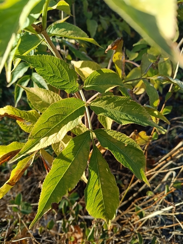 Sambucus nigra observed 2026-10-27