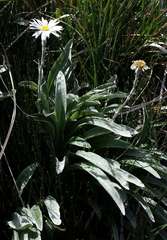 Celmisia sericophylla