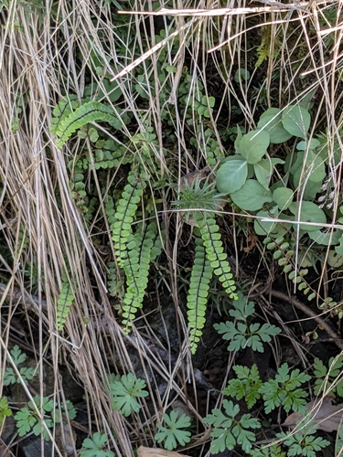 Asplenium trichomanes observed 2026-10-27