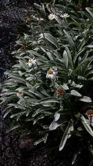 Celmisia sericophylla