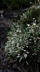 Celmisia sericophylla