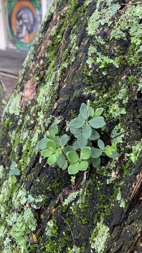 Peperomia tetraphylla observed 2026-10-26