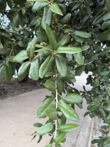 Quercus virginiana, 2026-10-27