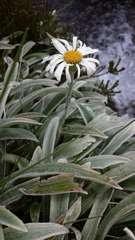 Celmisia sericophylla