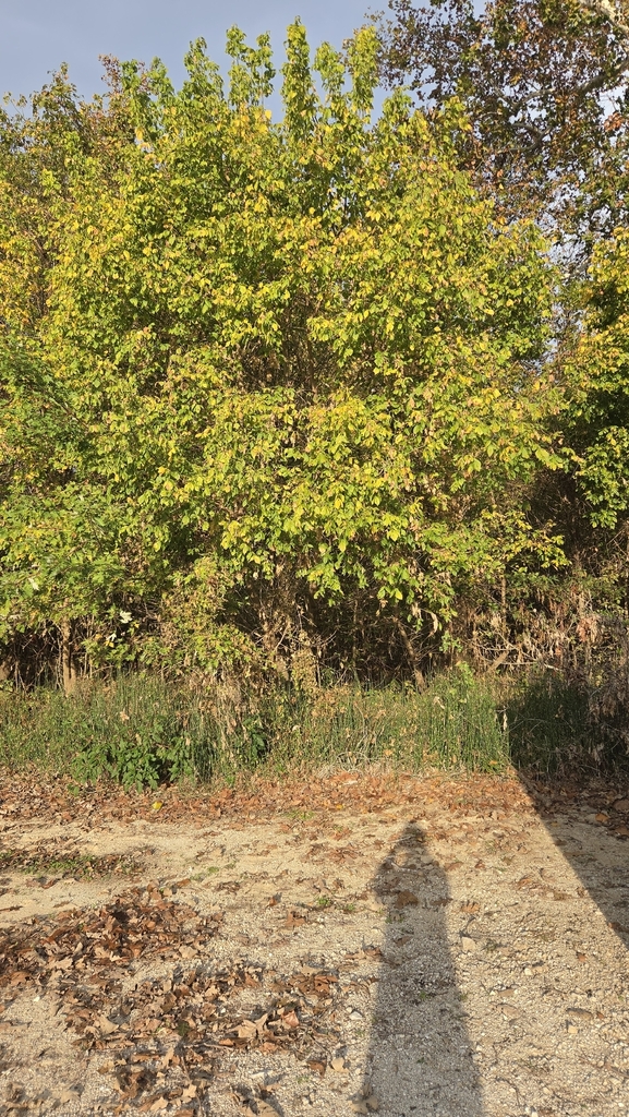 A photograph taken in Missouri on Oct 27, 2026, where the observer’s point is approximate.