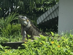 Iguana iguana