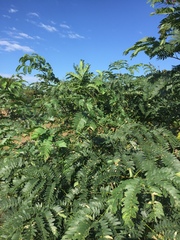 Albizia inundata
