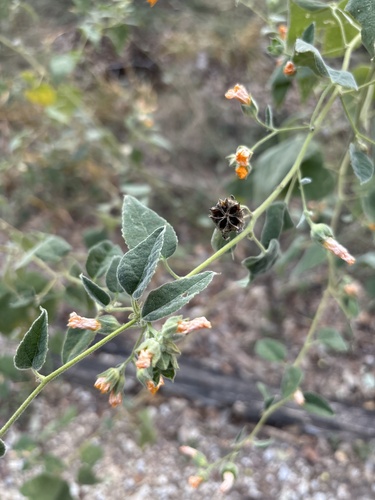 Abutilon observed 2026-10-27