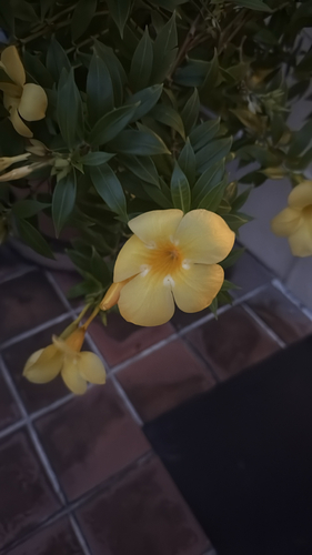 Allamanda cathartica observed 2026-10-25