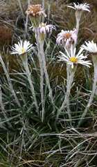 Celmisia pugioniformis