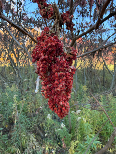 Rhus typhina observed 2026-10-27