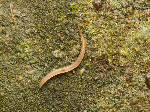 Rhynchodemus observed 2026-10-26