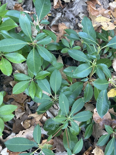 Kalmia latifolia observed 2026-10-27