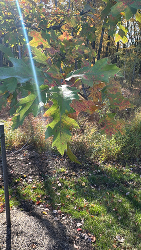 Quercus rubra, 2026-10-27