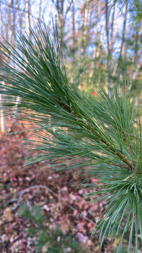 Pinus strobus, 2026-10-27