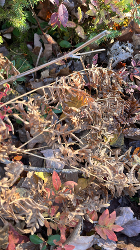 Pteridium aquilinum observed 2026-10-27
