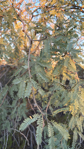 Prosopis juliflora observed 2026-10-27