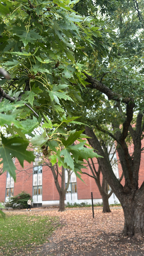 Acer saccharinum, 2026-10-27