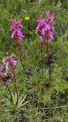 Stylidium montanum