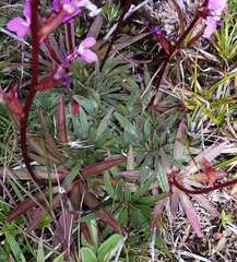 Stylidium montanum