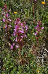 Stylidium montanum