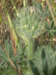 Lupinus densiflorus densiflorus