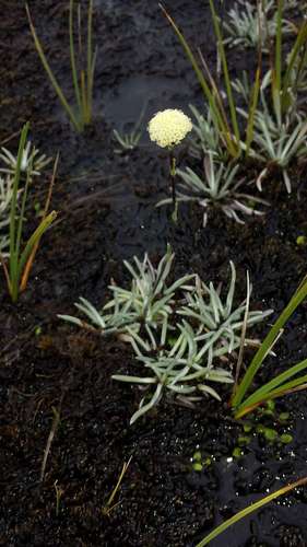 Image of White Billy-Buttons (Craspedia alba) by (c) Russell Best, some rights reserved (CC BY)