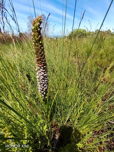 Patersonia observed 2026-10-27