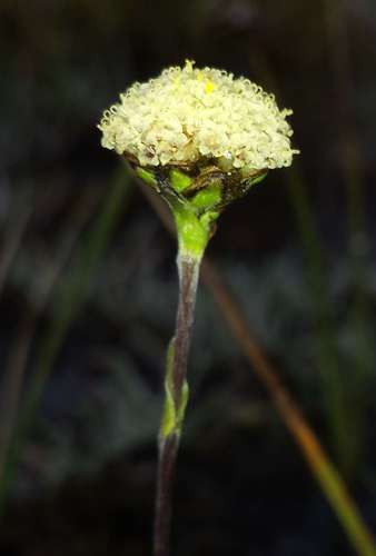 Image of Craspedia alba by (c) Russell Best, some rights reserved (CC BY)