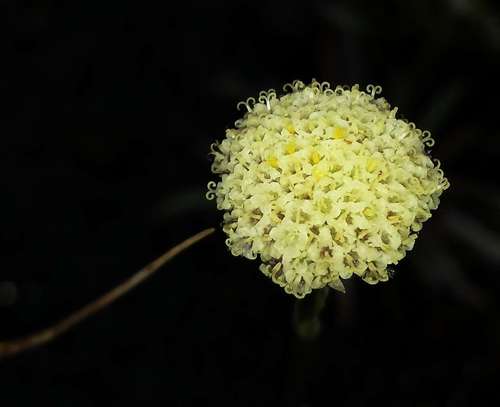 Image of Craspedia alba by (c) Russell Best, some rights reserved (CC BY)