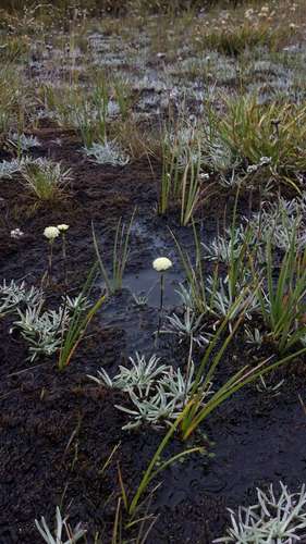 Image of White Billy-Buttons (Craspedia alba) by (c) Russell Best, some rights reserved (CC BY)