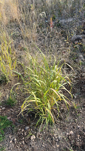 Panicum virgatum observed 2026-10-25