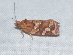 Argyrotaenia hodgesi