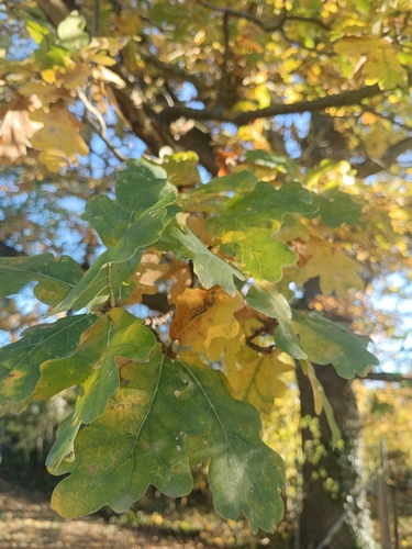 Quercus robur observed 2026-10-27
