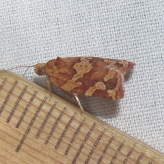 Argyrotaenia hodgesi