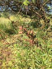 Agalinis genistifolia
