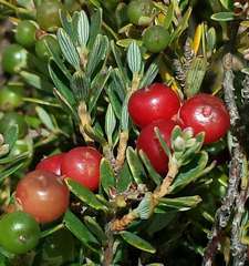 Acrothamnus montanus