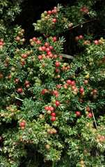 Acrothamnus montanus