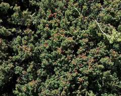 Acrothamnus montanus